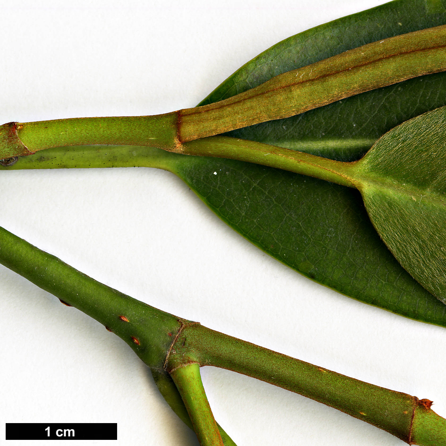 High resolution image: Family: Magnoliaceae - Genus: Magnolia - Taxon: cavaleriei - SpeciesSub: var. platypetala